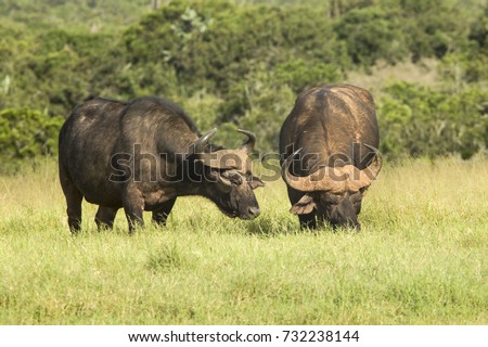 Two huge African buffalo standing and grazing grass in the morning light