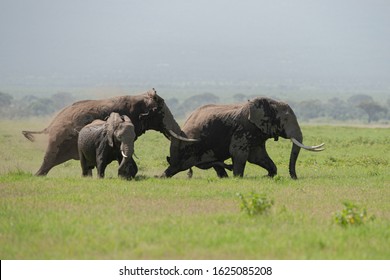 Two Huge bull elephants chasing for female at  Amboseli National Park, Kenya, Africa