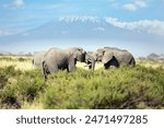 Two huge elephants fight with tusks. Savannah with dry grass in Amboseli Park. Kilimanjaro, with a cap of eternal snows on top. The highest mountain in Africa. 