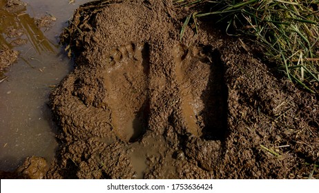 Two human footprints on muddy ground