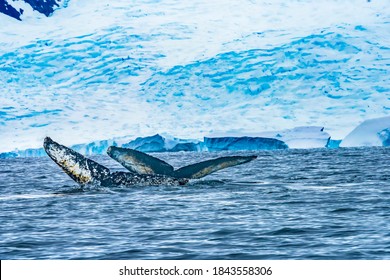 Two Humback Baleen Whales Tails Chasing Krill Blue Sea Water Charlotte Bay Antarctic Peninsula Antarctica