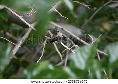 Two humming Birds sitting in a tree 
Hummingbird feeding her baby

