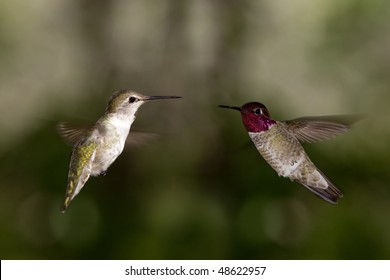 Two Hummingbirds