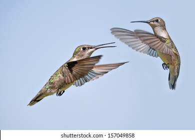 Two Hummingbirds In Flight