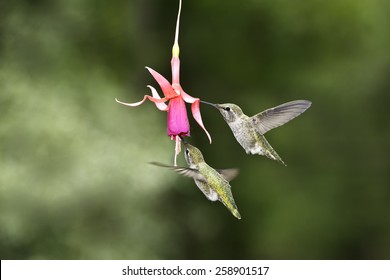 Two Hummingbirds In Flight