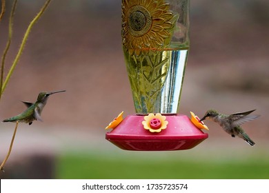 Two Hummingbirds In New Mexico