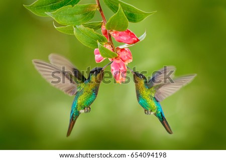 Two hummingbirds with pink flower. Fiery-throated Hummingbirds, flying next to beautiful bloom flower, Savegre, Costa Rica. Action wildlife scene from nature.