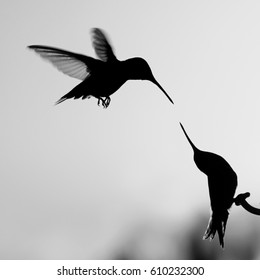 Two Hummingbirds at Sunset - Black and white photograph of two Ruby Throated hummingbirds silhouetted against a sunset, with one hummingbird on a feeder and the two beaks very close to touching. 