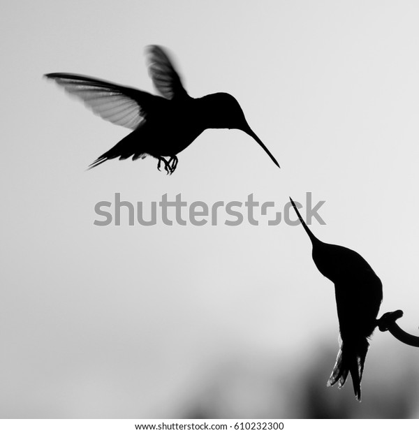 black and white photography hummingbird