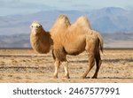Two Hump Camel In Desert Background Wallpaper 