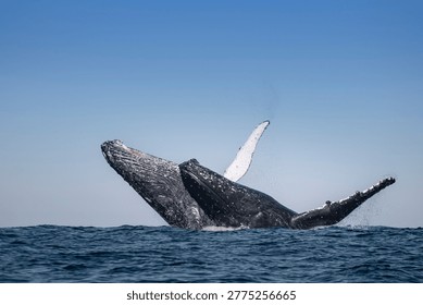 Two humpback whales breaching simultaneously at the ocean surface with water splashes. Rare marine wildlife behavior captured in open sea environment.