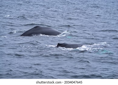 Two Humpback Whales Dive Into The Atlantic Ocean