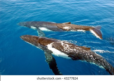 Two Humpback Whales In The Ocean