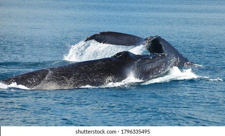  Two Humpback Whales In The Pacific Ocean