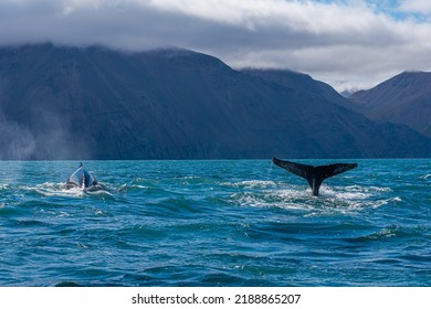 Two Humpback Whales Seen During Whale Watching Excursion Near Husavik, Iceland