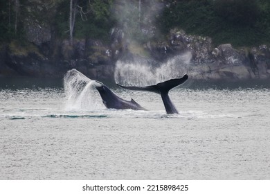 Two Humpback Whales, With Tailes