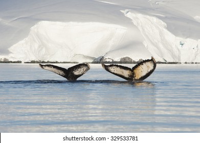 Two Humpback Whales tails with ice backgrownd