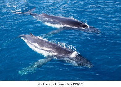 Two Humpback Whales In The Water