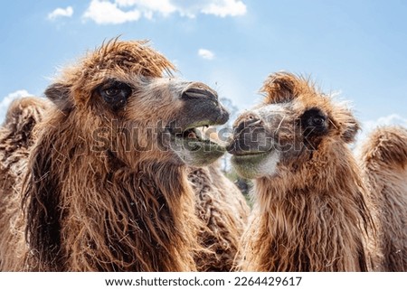 two humped camels enjoying a sunny day eating grass, they look funny, very bright and good looking photo

