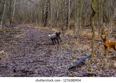 two hunting dogs having fun in the woods - Shutterstock ID 1276380904