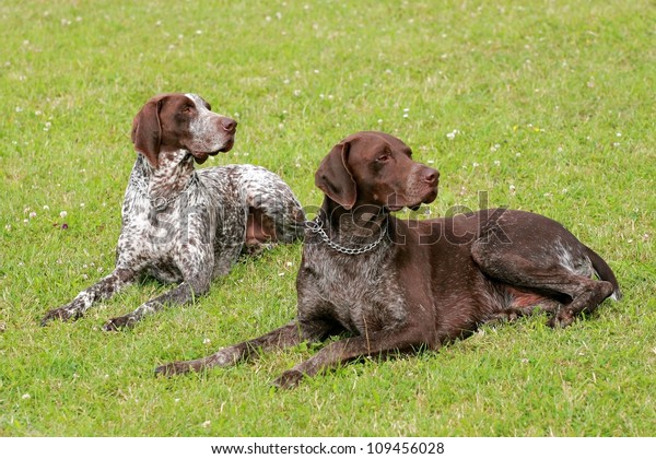 Two Hunting Setters Stock Photo Edit Now 109456028