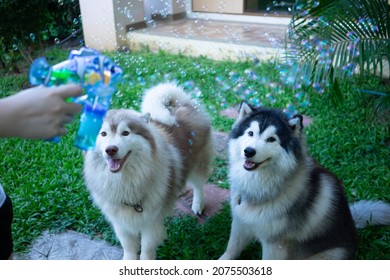 Two Huskies Looking At Soap Bubbles
