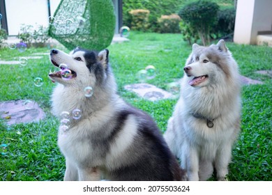 Two Huskies Looking At Soap Bubbles
