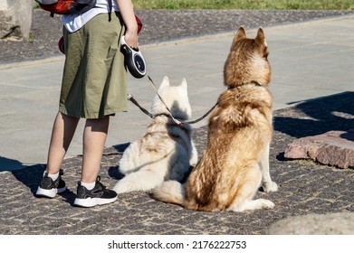 Two Huskies On A Walk With The Owner