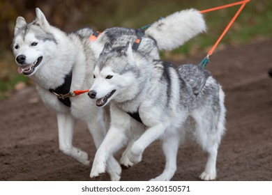 Two Husky dogs are pulling the sled during a sled dog race.