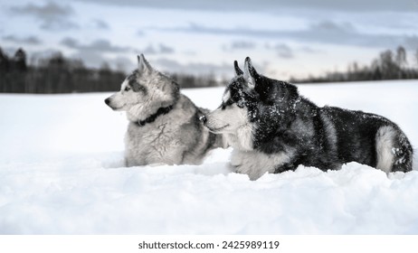 Two husky dogs are resting at the background of a snowy winter landscape. - Powered by Shutterstock