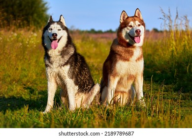 Two husky dogs. Siberian husky on the walk