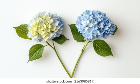 Dos flores hortensias 