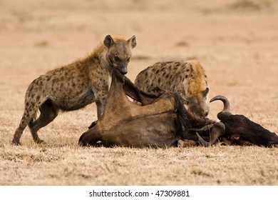 Two Hyena Eating