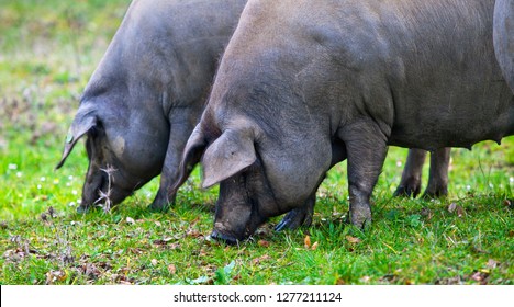 two Iberian pigs eating in the field
