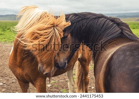 Two Icelandic horses lean their heads against each other. Icelandic horses