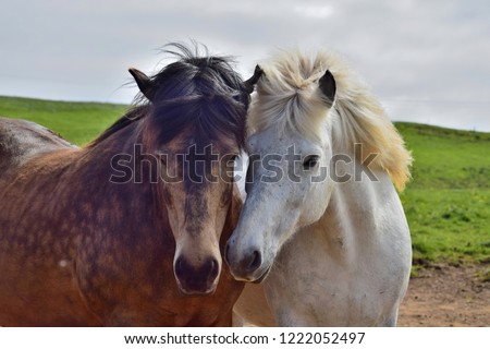 Two Icelandic horses put their heads in friendship together. One is white and the other dappled brown.