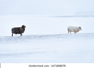 Two Icelandic  sheep one black,one white walking across  bleak wild snowscape with gently falling snow. Their long fleeces are covered in frozen snow