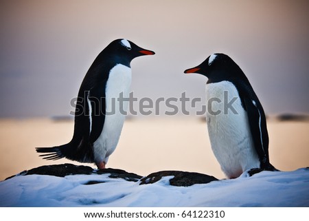 two identical penguins resting on the stony coast of Antarctica