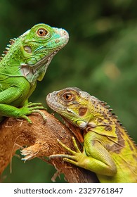 Two Iguanas (Iguana Iguana), one green and the other yellowish green, facing each other on a tree in a park