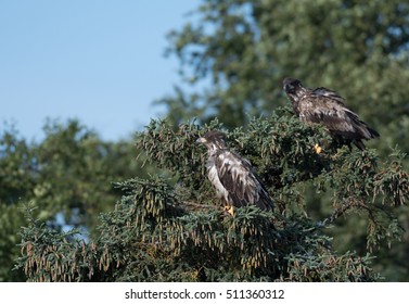 two immature bald eagles perched in a tree overlooking the Brooks River in Katmai National Park, Alaska