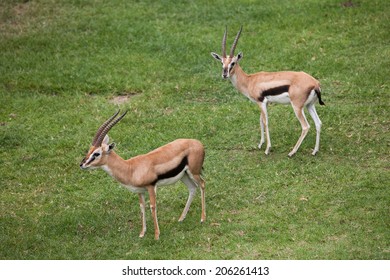two impala 