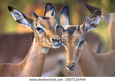 Two Impala (Aepyceros melampus) two animals grooming sweetly in Kruger National park, South Africa