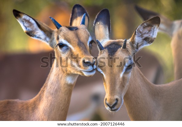 Two Impala (Aepyceros\
melampus) two animals grooming sweetly in Kruger National park,\
South Africa