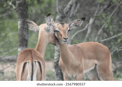 Two impala interact affectionately. One impala winks at the viewer while its neck is nibbled or kissed gently by the other impala. An intimate moment shared with the viewer. 