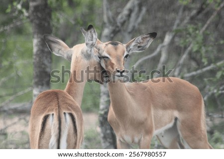 Two impala interact affectionately. One impala winks at the viewer while its neck is nibbled or kissed gently by the other impala. An intimate moment shared with the viewer. 