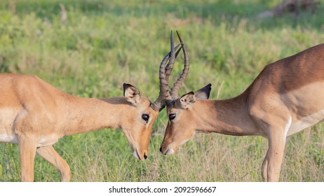 Two Impala Rams Fighting In Golden Light