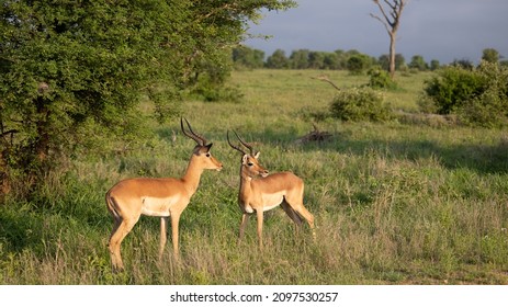 Two Impala Rams Fighting In Golden Light