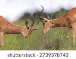 Two impala rams locking horns in a dominance fight during mating season. Dynamic African wildlife scene capturing strength, competition, and natural animal behavior in the wild savanna.