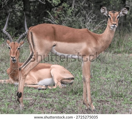 Two Impala taking it easy