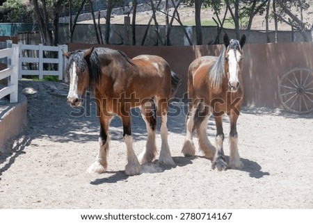Two impressive brown horses, with white blazes and feathered legs, stand in sunny outdoor enclosure at Guadalajara Zoo.